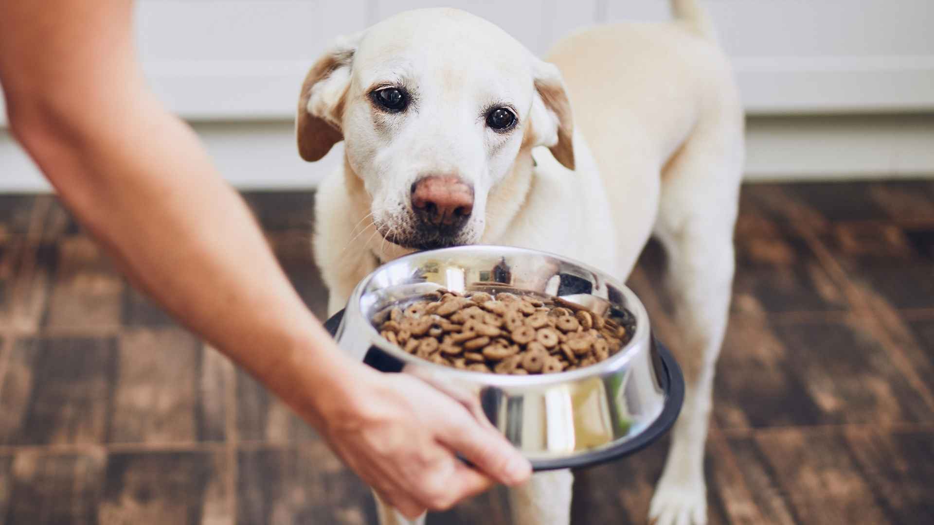 Etiqueta pienso para perros